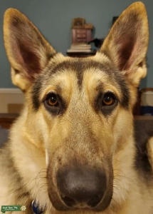100lb Big Jack Grey and Black German Shepherd for stud Listing Image