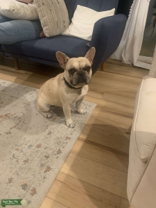 Fawn French Bulldog Listing Image