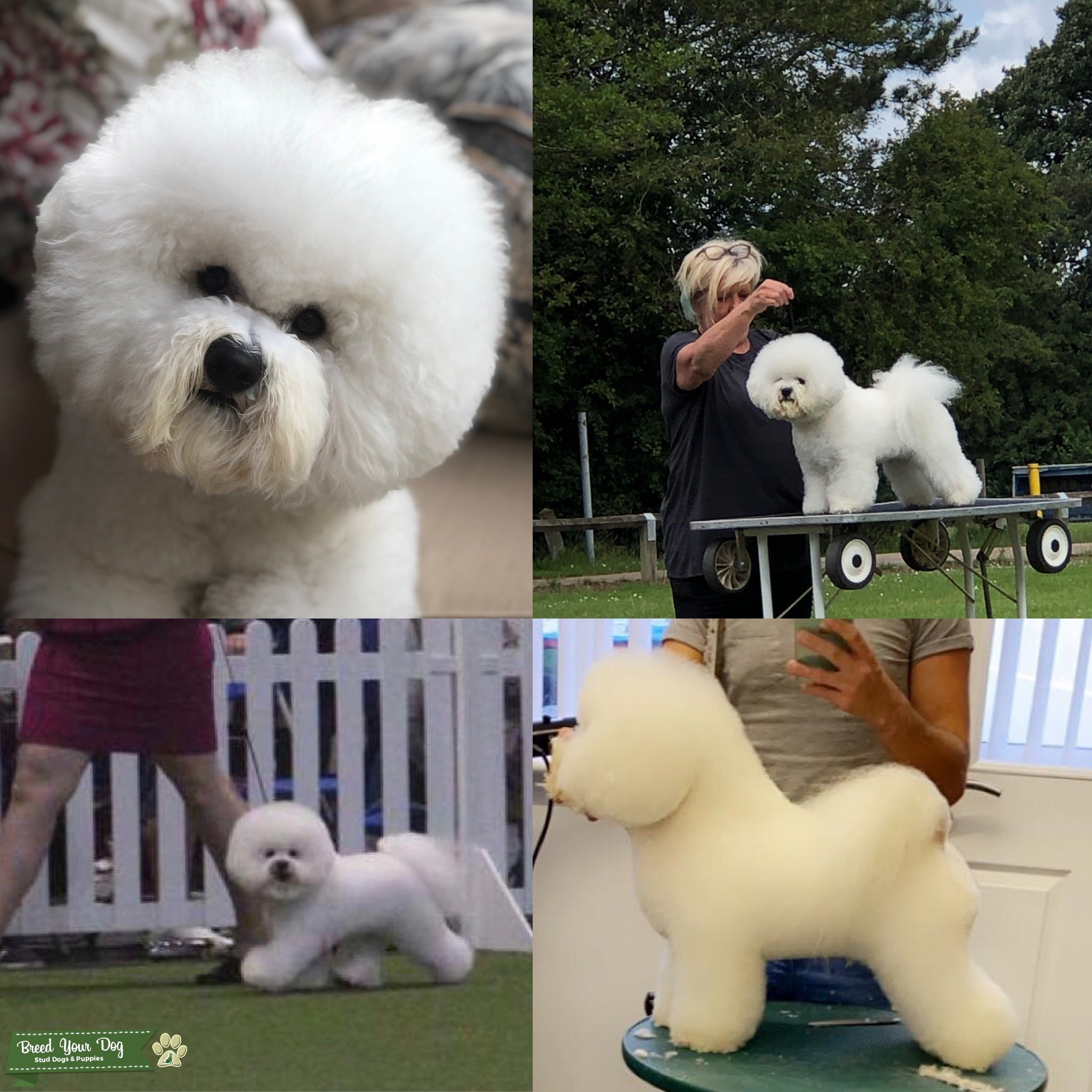 Bichon Frise stud dog KC/EYE TEST CLEAR Stud Dog in Northampton , the