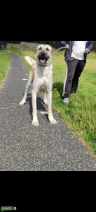 Pure Sivas Hunter Kangal Female Listing Image