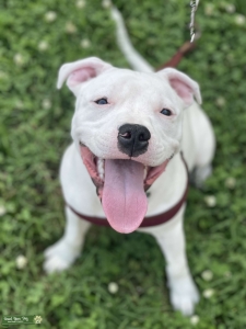 Staffordshire Bull Terrier for purebred Listing Image