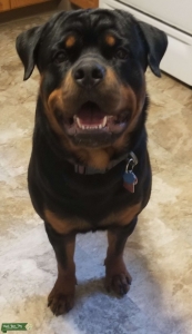 Young Rottweiler Stud Listing Image