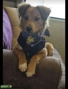 Tan Collie female  Listing Image