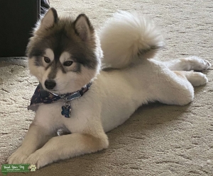 Looking for a leash-free relationship! Listing Image