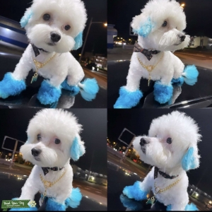 Full Bred Maltese Listing Image