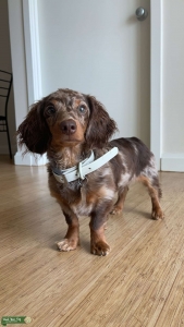 Mini chocolate dapple dachshund  Listing Image