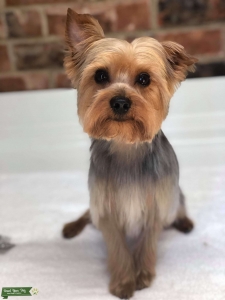 Full Blooded Yorkie Listing Image