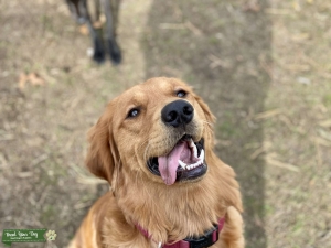 Golden Retriever Stud Dogs Available Now Breed Your Dog