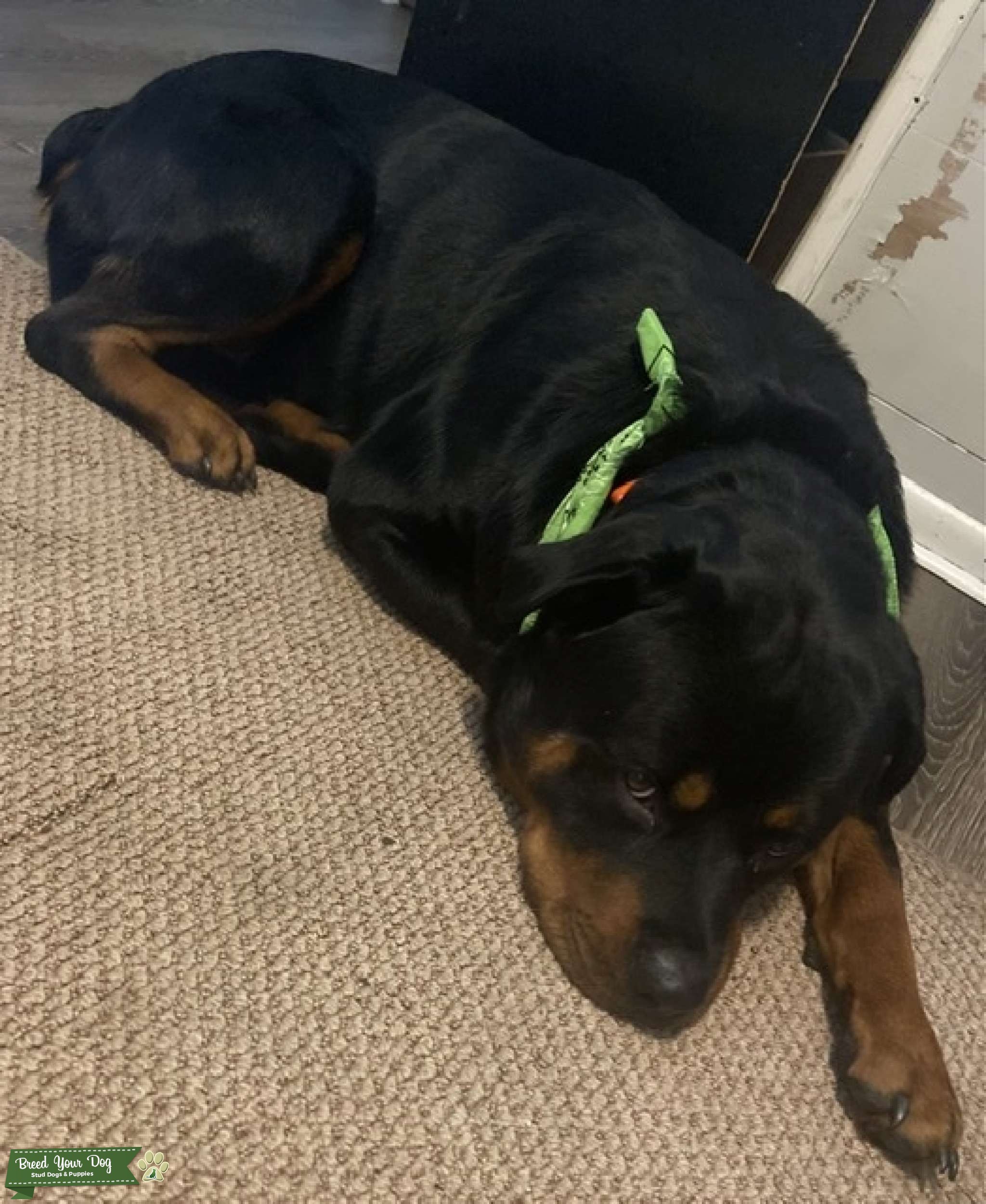 Stud service Stud Dog in Pennsylvania , United States Breed Your Dog