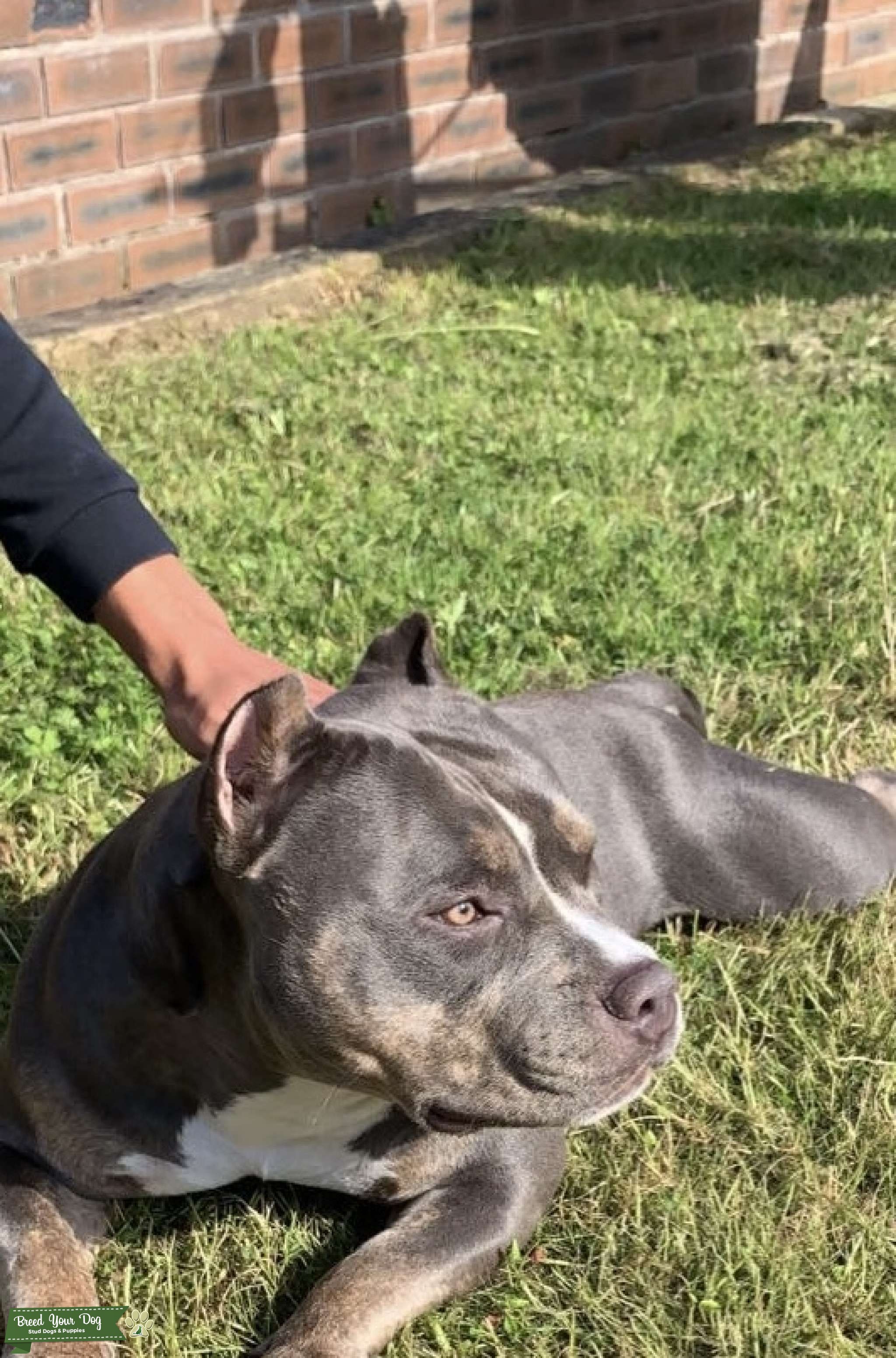 Blue Tri Pocket bully Stud Dog Manchester Breed Your Dog