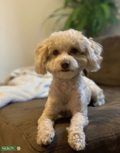Toy poodle (Apricot) stud  Listing Image