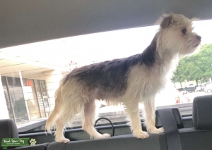 Yorkie Shih Tzu sweetheart  Listing Image