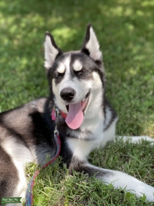 Roman, Blue Springs Husky Bitch Listing Image