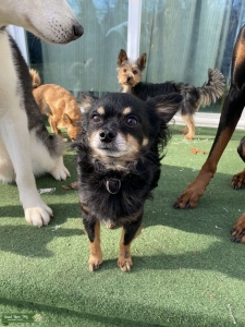 Proven Chihuahua Stud Available Listing Image