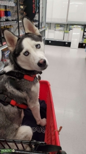 Tri Colored Siberian Husky Listing Image