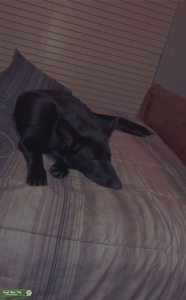 Black german shepard Listing Image