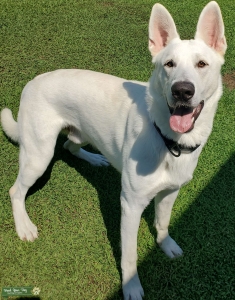 White German Shepherd Stud Listing Image
