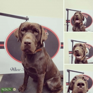 Handsome AKC Chocolate Lab for Stud Listing Image