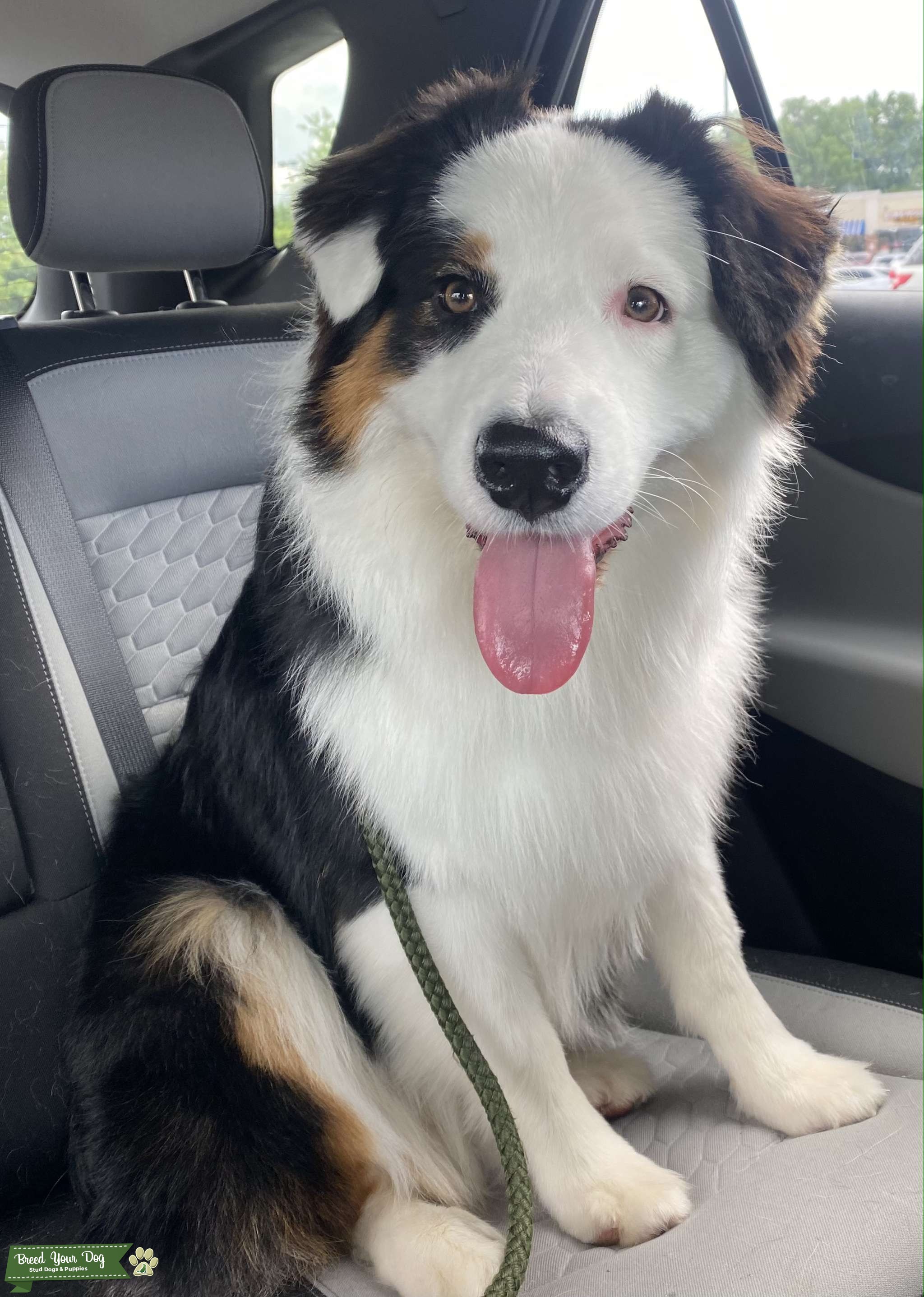 AKC registered Male Stud Dog in Sanford, the United States Breed