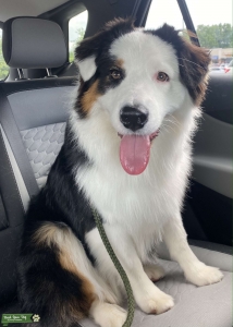 AKC registered Male Listing Image