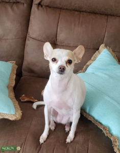 White Chihuahua Tan Patches Listing Image