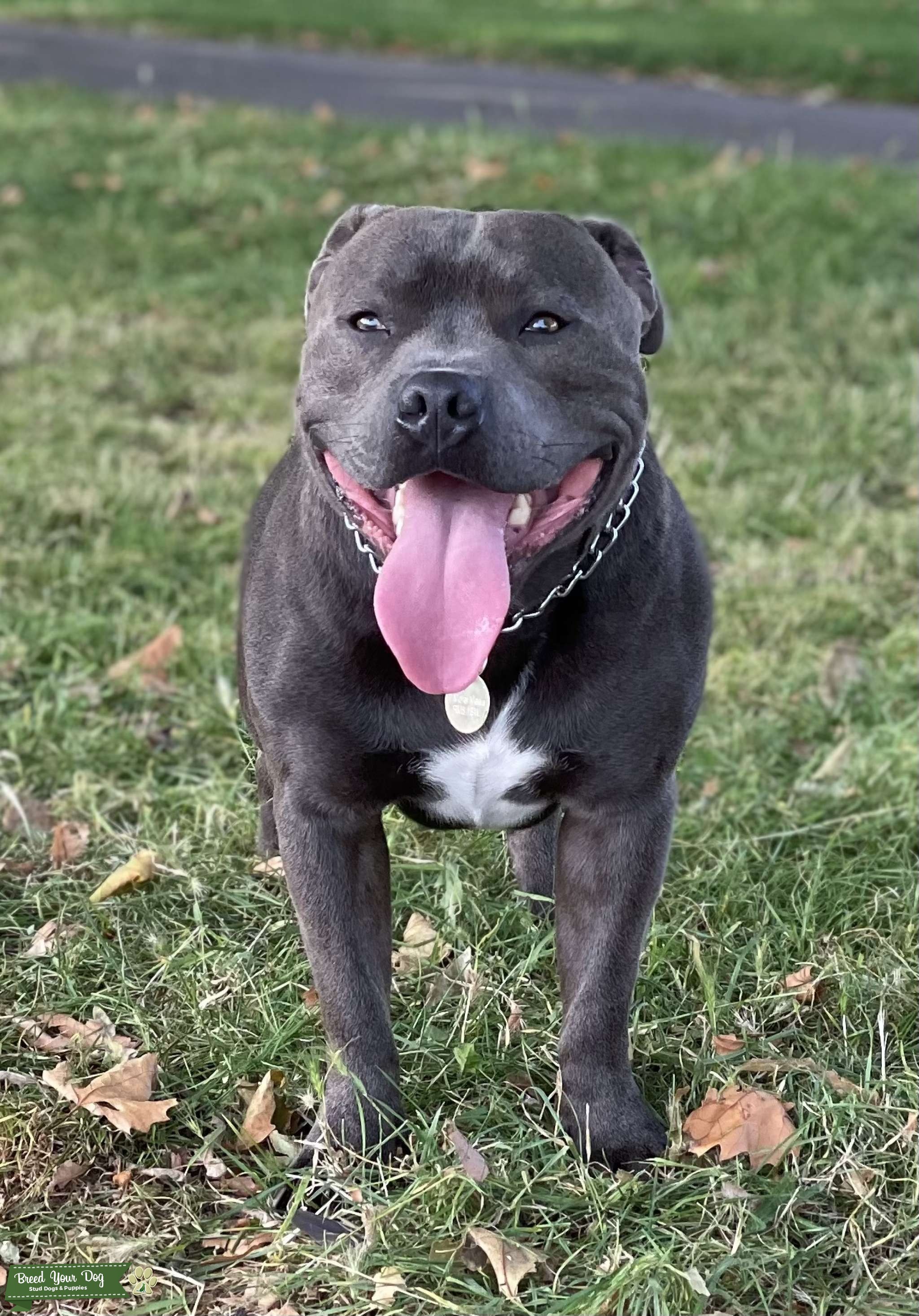 Stud dog - Stud Dog in London , the United States | Breed Your Dog