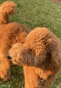 1 YEAR OLD AKC POODLE Listing Image