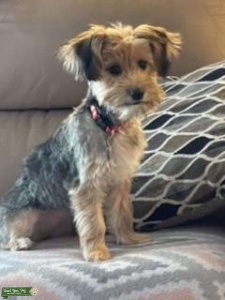 Morkie Looking for Maltese  Listing Image