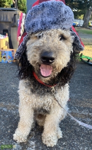 LABRADOODLE- unique, excellent tempermant Listing Image