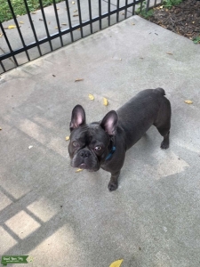 French Bulldog - Blue Brindle with white markings Listing Image