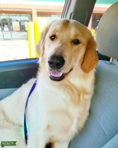 Beautiful Golden Retriever Stud Listing Image