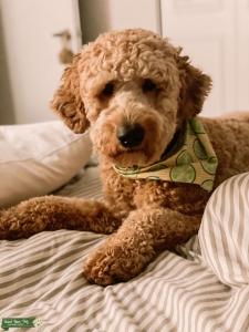 Medium GoldenDoodle Stud Listing Image