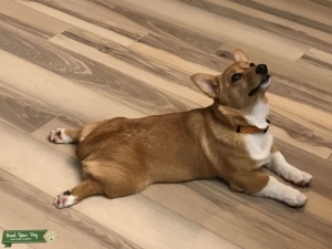 Looking to breed my female Corgi Listing Image