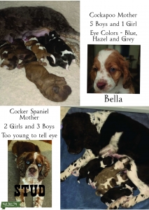 ACA Registered Sable Merle (Proven) Listing Image
