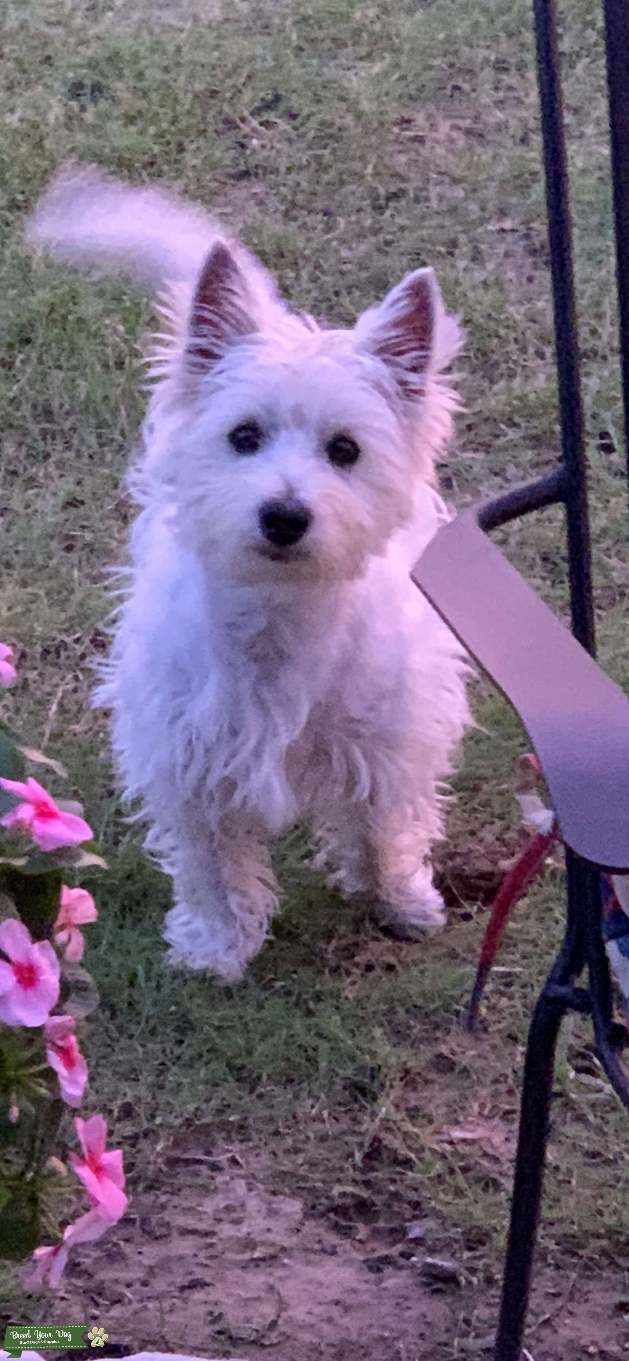 West Highland Terrier Stud Dog in North Central Texas, the United States Breed Your Dog