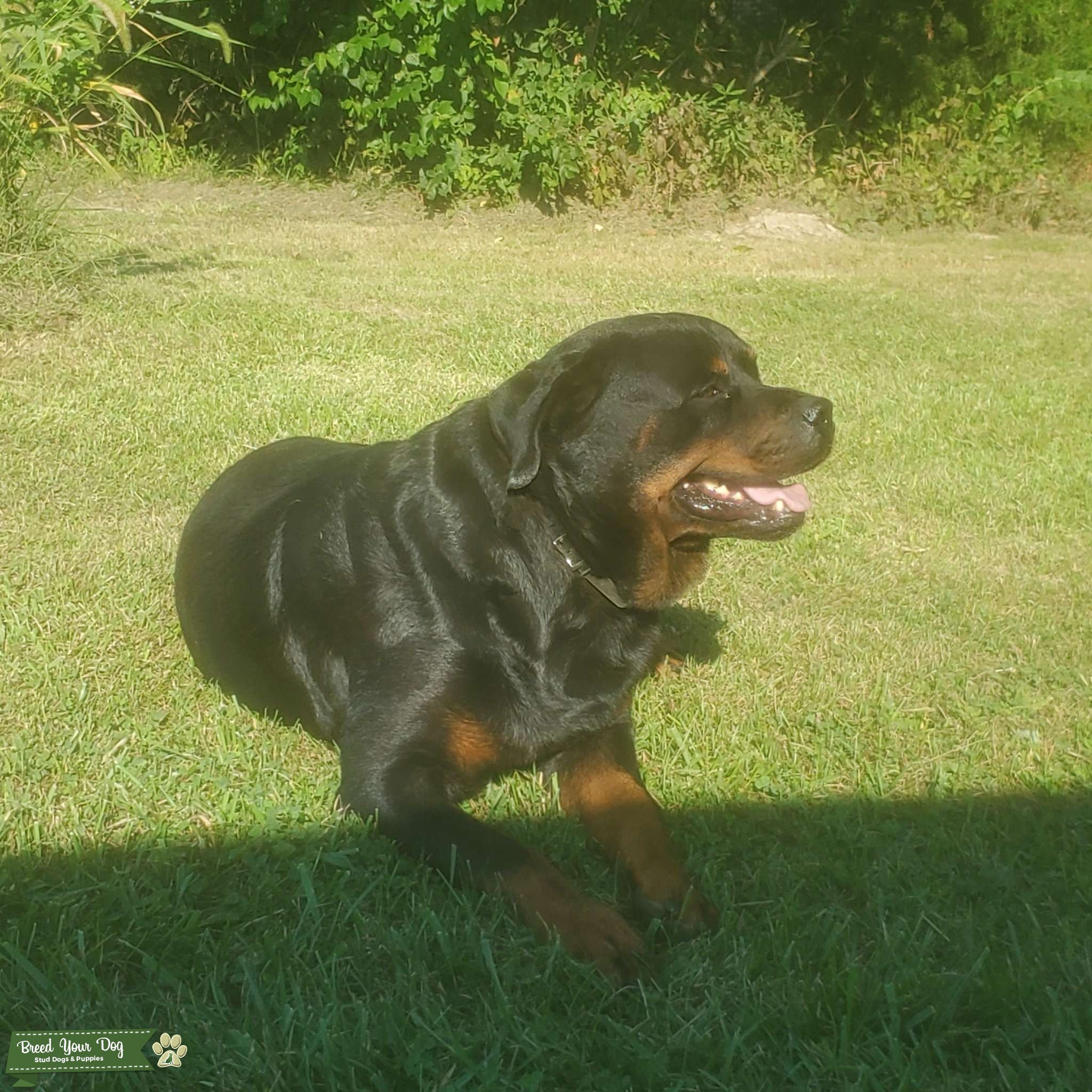 Rottweiler STUD Stud Dog in Indiana, the United States Breed Your Dog