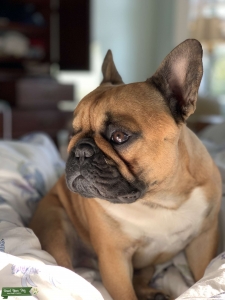 Rumble, 18 month old Frenchie seeks female, Listing Image