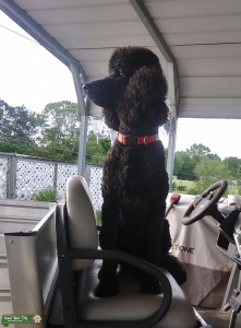 Poodle for Stud Listing Image