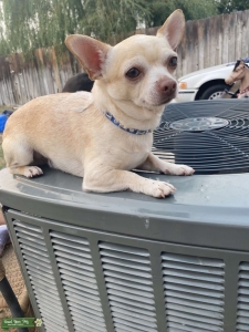 Chihuahua Listing Image