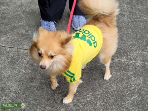 Sweet 2yo Pomeranian Listing Image