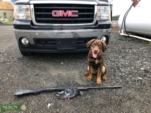 Chocolate tanpoint Labrador retriever  Listing Image