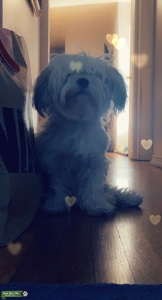 Looking for a stud Maltese or Poodle (toy) Listing Image