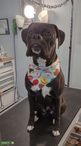 AKC Sealed Bridle Boxer Listing Image