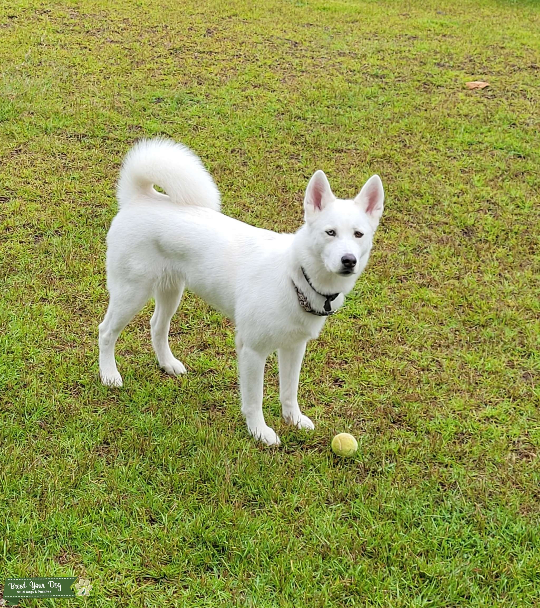 Husky Akita mix - Stud Dog in FL, the United States | Breed Your Dog