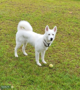 Husky Akita mix  Listing Image