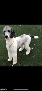 Standard poodle Stud Listing Image