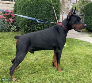 Imported European Doberman Listing Image