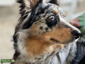 Female  Australian Shepherd  Listing Image