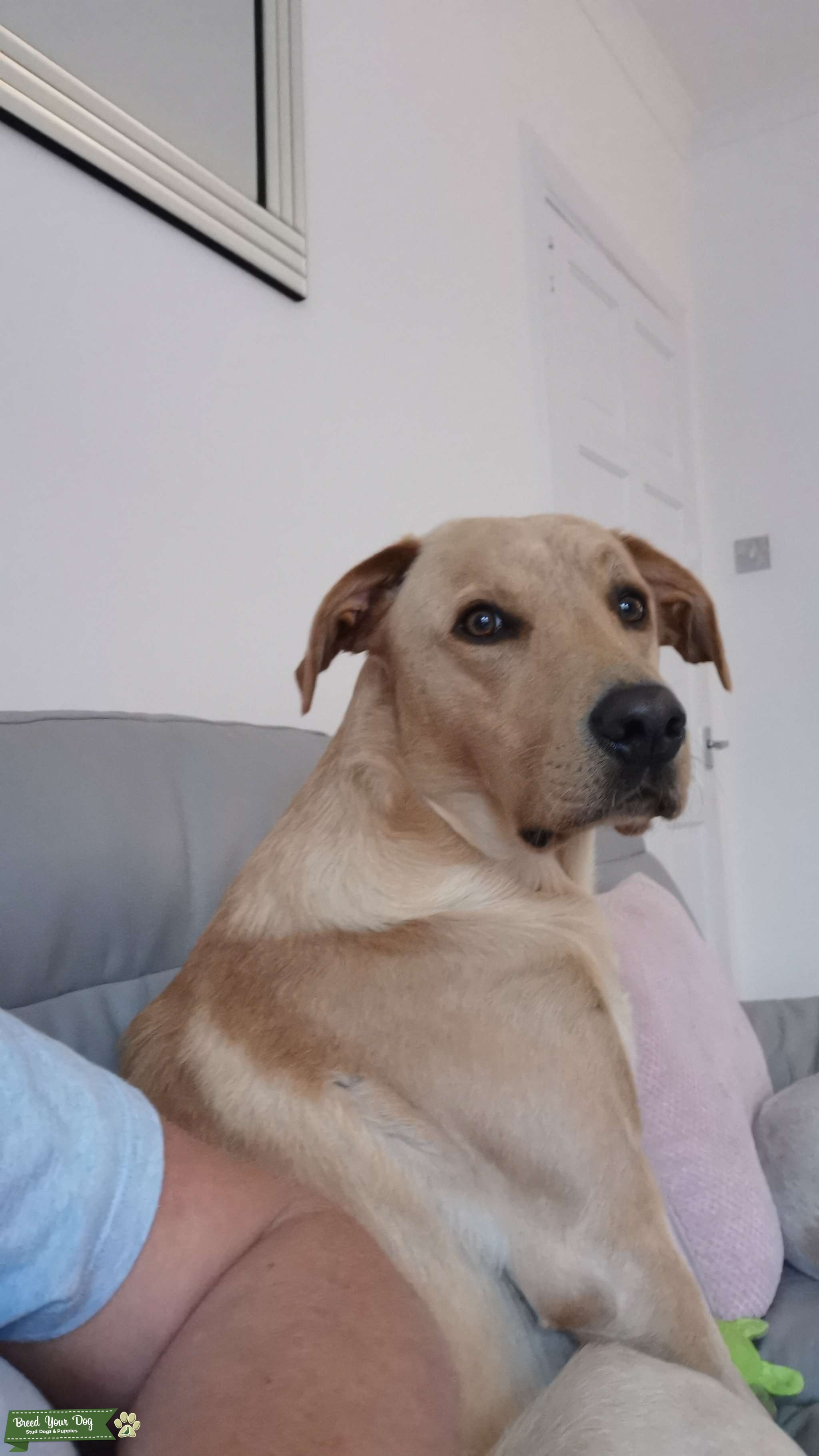 KC Registered labrador for stud Stud Dog in South lanarkshire , the