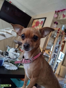 Deerhead Chihuahua Listing Image